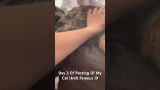 Day 3 Of Posting Of My Cat Until Famous [upl. by Eikcim]