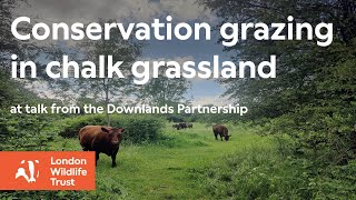 Conservation grazing in chalk grassland [upl. by Lainey]