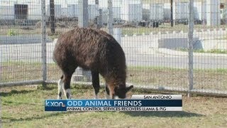 Peculiar pets taking up residency at San Antonio shelter [upl. by Ennaeel]