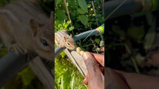 Best Backyard Animals for Interaction shorts chickadee [upl. by Eenalem797]