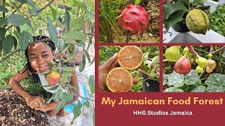 My Jamaican Food Forest [upl. by Daisy938]