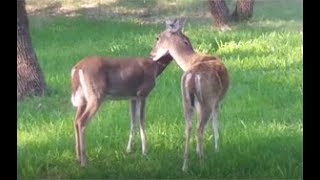 Two Female Whitetail Deer Licking The Others Neck  Texas Hill Country  Canyon Lake TX [upl. by Timoteo]