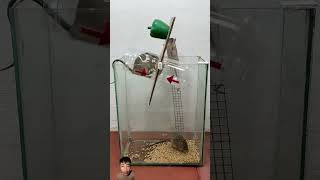 The best mousetrap  The easiest way to make a mousetrap mousetrap rattrap rat mousetrap [upl. by Annaicul]