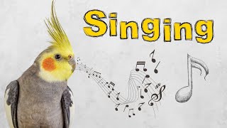 this sound will make your cockatiel happy and Singing [upl. by Yngad]