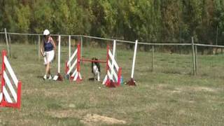 Agility with Border Collie  Chien de Berger 3 [upl. by Donnenfeld]