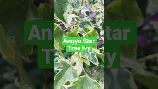 Angyo Star Tree Ivy  Fatshedera Lizei Garden Design [upl. by Nirrej644]