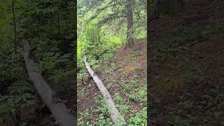 Video of Aspen Meadows Campground — Golden Gate Canyon CO from Britt H [upl. by Shieh407]