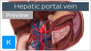 Hepatic Portal Vein preview  Human Anatomy  Kenhub [upl. by Padget354]