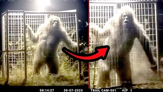 Trail Cam finally Captures Definitive Proof of Bigfoot Existence [upl. by Auliffe]