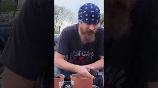 Garden Soil Acidifier Test garden gardening [upl. by Walsh594]