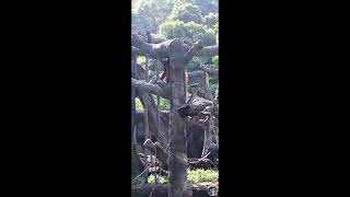 h0ooray outdoor orangutan show off😱Ze wanders is live [upl. by Eblehs]