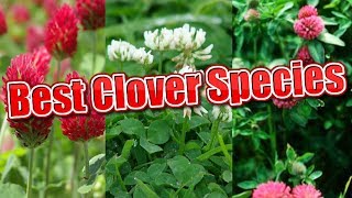 What Is The Best Clover Species [upl. by Larimer]