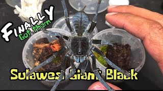 I Finally got some  The Spidershop Unboxing  beautiful tarantulas fyp [upl. by Kirkwood]