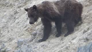 MOUNTAIN GOAT GRIZZLY BEAR ENCOUNTER IN CANADIAN ROCKIES [upl. by Eelorac]