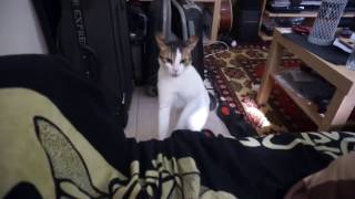 Mad crazy angry cat bibi gets handled funny oh no no cat on 2 legs [upl. by Secilu]