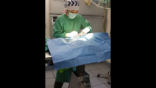 Pyometra surgery [upl. by Boynton]