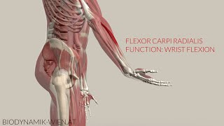 Flexor Carpi Radialis Function Wrist Flex 3D Animation [upl. by Mezoff517]