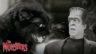 Best Of The Munsters Pets  Compilation  The Munsters [upl. by Cassady]