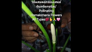 วิธีผสมดอกของเสน่ห์จันทร์ทุกชนิดPollinating Homalomena Flowers All Types💯🫰🙏🩷 [upl. by Cirdes]