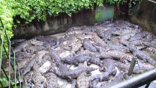 Crocodile Farm [upl. by Maryrose]