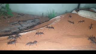 Myrmecia Pyriformis Colony at 3 years of age  Giant Bullants [upl. by Nitsuga]