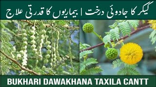 Treatment of Diseases with the Kikar Tree  Healing Benefits of Acacia  Bukhari Dawakhana Taxila [upl. by Aicercul356]