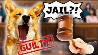 Corgi Is Sentenced to LIFE [upl. by Dagall686]