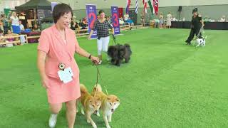 Dog show Leipzig on September 8 2024 Best In Show Couple Hoshi  Miko won 3rd place 💖 shiba [upl. by Lunsford]