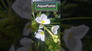 Blüte von Aquarienpflanzen 🌼 Echinodorus uruguayensis Schwertpflanze Short Aquarium [upl. by Baerl]