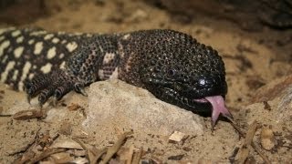 VENOMOUS LIZARD eats mouse [upl. by Aihsiek870]