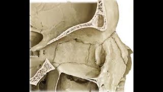 ETHMOID BONE ANATOMY [upl. by Norford]