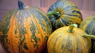 Kakai Hulless Pumpkin Harvest amp Seed Drying [upl. by Car562]