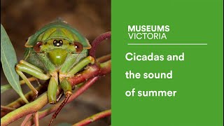 Cicadas and the sound of summer [upl. by Nepets]