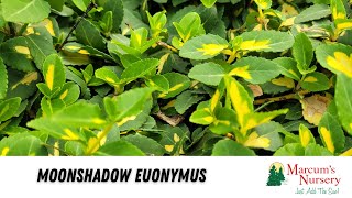 Euonymus  Moonshadow Euonymus [upl. by Lenox]