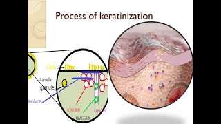 Dental lecture topic gingiva part 3 process of keratinization [upl. by Astri]