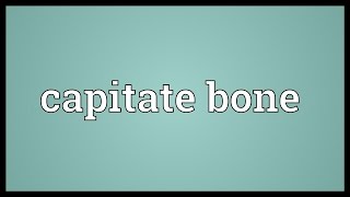 Capitate bone Meaning [upl. by Oralee]