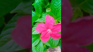 Discover the Wild Petunia or Pink Ruellia plant  Ruellia rosea shorts [upl. by Denison]