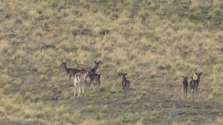 Fallow Deer Hunting on Free Range Private Land in New Zealand [upl. by Javier]