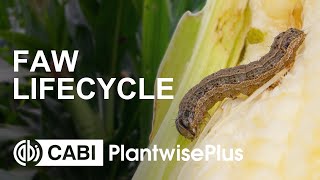 Fall Armyworm Lifecycle [upl. by Lemaceon362]