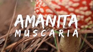 Amanita muscaria  El Alucinógeno Letal [upl. by Nabala]