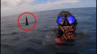 6 Shark Encounters That Will Haunt You [upl. by Arbas]