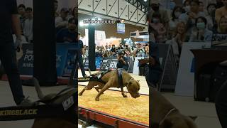 3815kg 2700kg pitbull americanpitbull [upl. by Siraf]