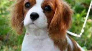 Cavalier King Charles Spaniels [upl. by Norward]