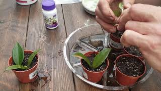 How To Propagate a Hoya The Plant Farm® [upl. by Bohi]