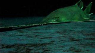 Buzz the Sawfish [upl. by Maryellen]