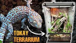 UPGRADING MY TOKAY GECKO TERRARIUM  EXO TERRA MONSOON MULTI II ONE YEAR REVIEW [upl. by Ecnerual]