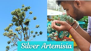 My Personal Growing Tips to Grow Silver ArtemisiaSilver Mound Plant Lavender Plant [upl. by Dagny114]