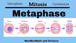 Metaphase Mitotic Stages [upl. by Haneen]