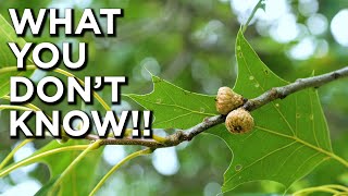 What You DONT Know About Acorns amp Oak Trees [upl. by Koeninger]