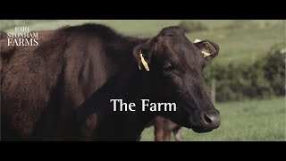 Our passion for UK Full blood Wagyu at Earl Stonham Farms [upl. by Dranoel489]